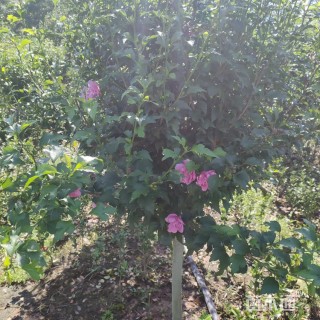 高度150厘米木槿