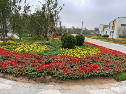 高度15厘米一串红