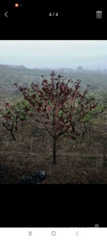 10公分红叶碧桃