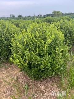 冠幅40厘米小叶黄杨球