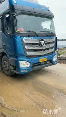 高度60厘米香蒲