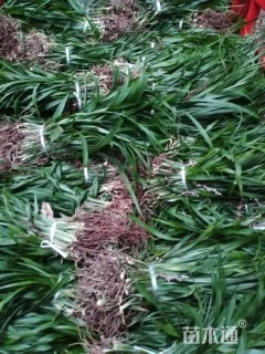 高度30厘米吉祥草