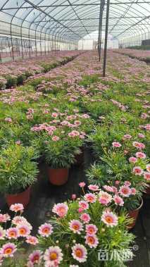 高度30厘米玛格丽特花