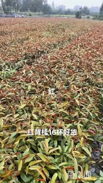 高度30厘米红背桂