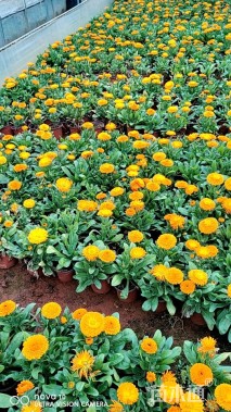 高度20厘米金盏菊