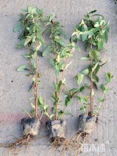 40厘米金丝桃小苗