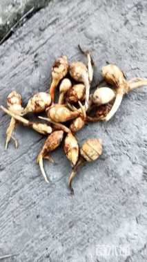 高度50厘米慈姑