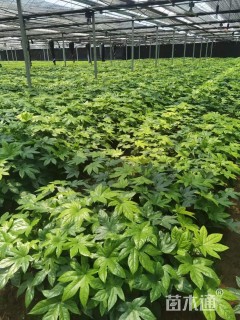 高度60厘米八角金盘