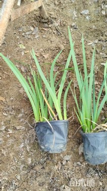 高度20厘米鸢尾