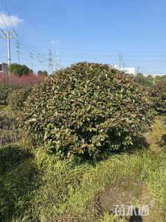 冠幅150厘米红叶石楠球