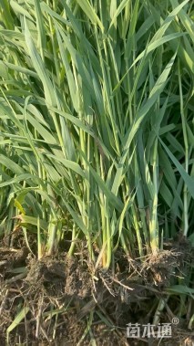 高度60厘米花叶芦竹