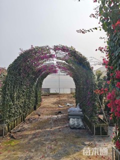 10公分造型三角梅