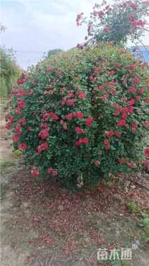 高度150厘米月季花球