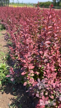 高度30厘米红叶小檗