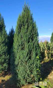 高度100厘米北京桧