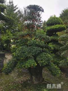 高度100厘米金弹子