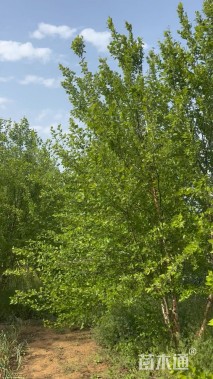 高度300厘米丛生河桦