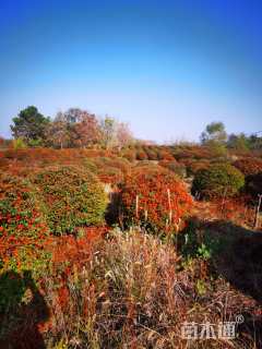 冠幅180厘米火棘球