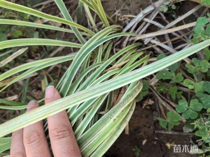 高度18厘米金边阔叶麦冬