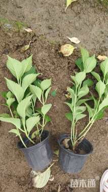 高度30厘米无尽夏绣球