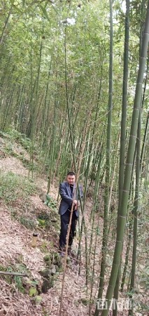 2.3公分雷竹