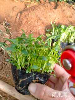 高度15厘米美丽月见草