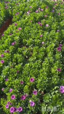 高度25厘米万寿菊