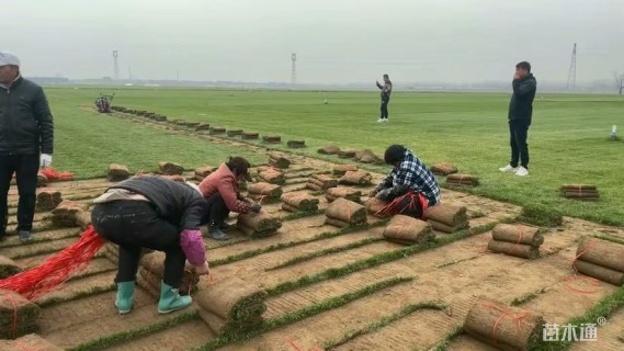 草卷状中华结缕草