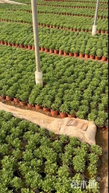 高度20厘米芙蓉菊