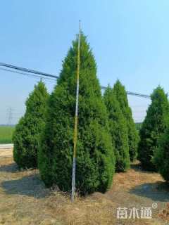 高度250厘米塔柏