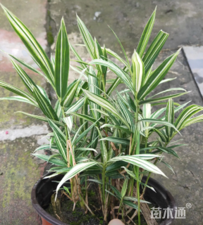大杯苗菲白竹