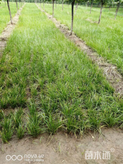 高度25厘米葱兰