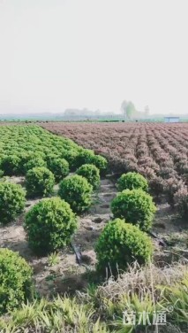 高度100厘米卫矛