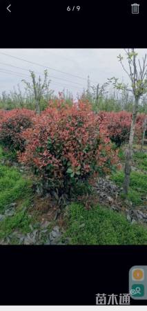 冠幅100厘米红叶石楠球