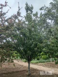 16公分绚丽海棠