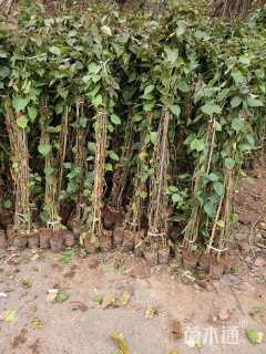 高度100厘米三角梅