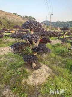 高度150厘米红花继木