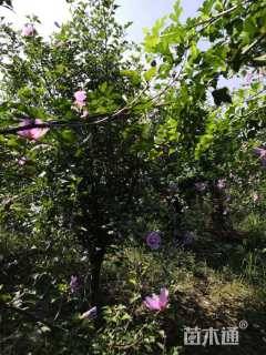 高度260厘米木槿