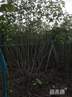 高度200厘米木芙蓉