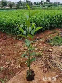 0.01公分川滇桤木