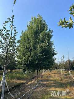 15公分美国红枫