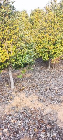 高度250厘米茶花