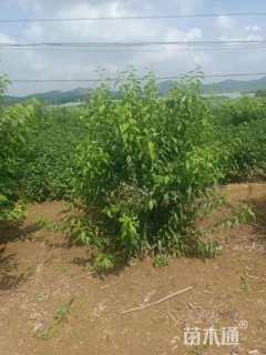 高度200厘米蜡梅