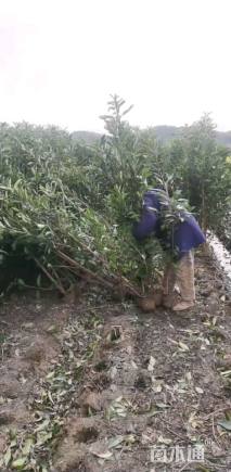 高度200厘米法国冬青