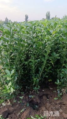 冠幅180厘米大叶黄杨球