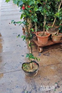 高度150厘米倒挂金钟