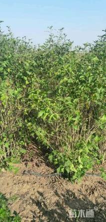 高度180厘米丛生木槿