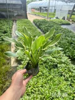 高度30厘米花叶玉簪