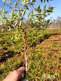 高度50厘米南天竹