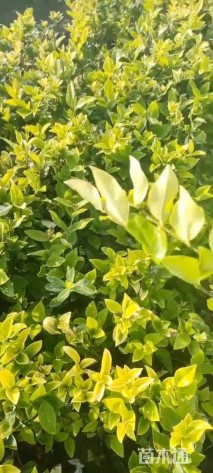 高度30厘米金森女贞